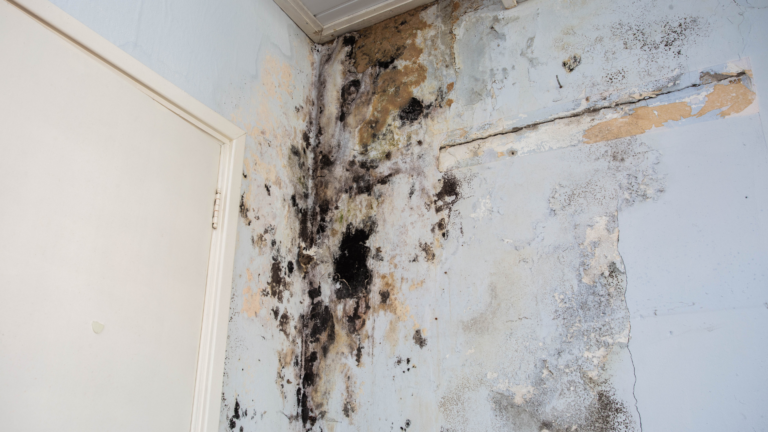 Mold & Moisture Prevention in Seattle Rental Homes