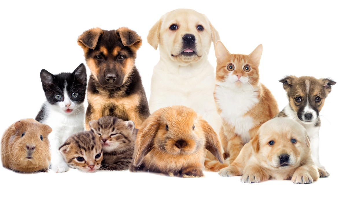 What Is the Best Pet Policy for Seattle Rentals - GPS Renting